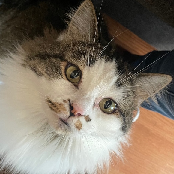 Meet your Posher, Priscilla - Picture 1 of 1